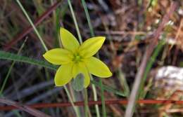 Image of fringed yellow star-grass