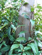 Image of Hydrangea integrifolia Hayata