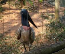 Image of Jabiru Hellmayr 1906