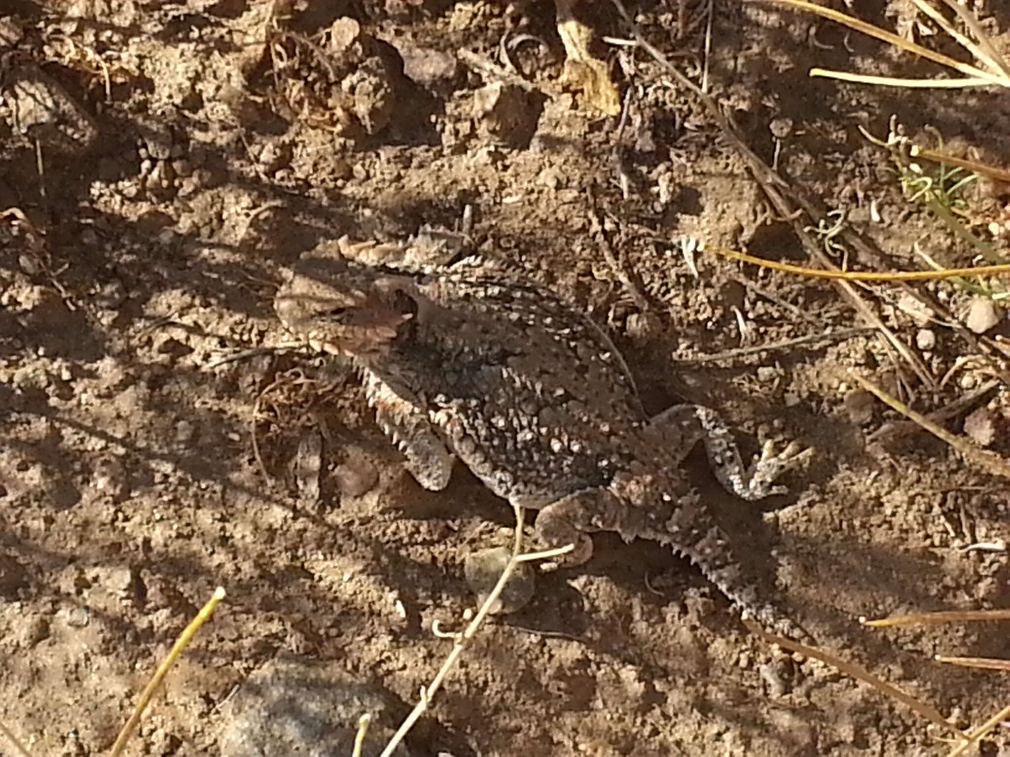 Image of Desert Horned Lizard