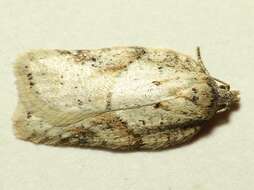 Image of Black-headed Birch Leafroller