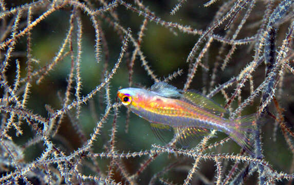 Image of Forktail dwarfgoby