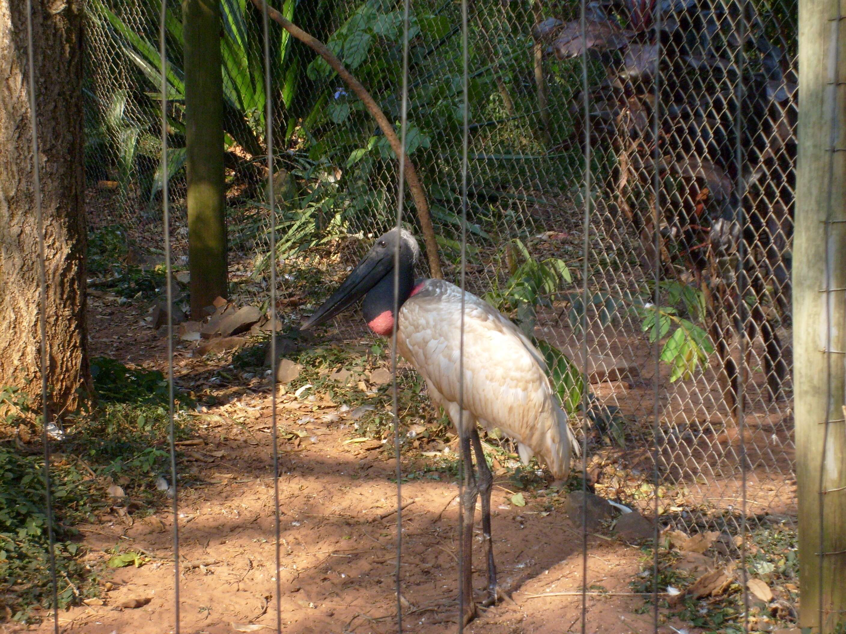 Image de Jabiru Hellmayr 1906