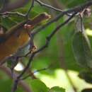 Image of Golden White-eye