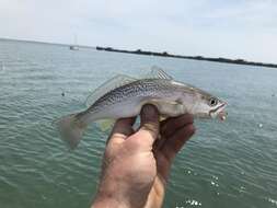 Image of Gray weakfish