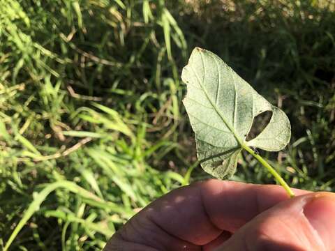 Image of Ipomoea biflora subsp. biflora