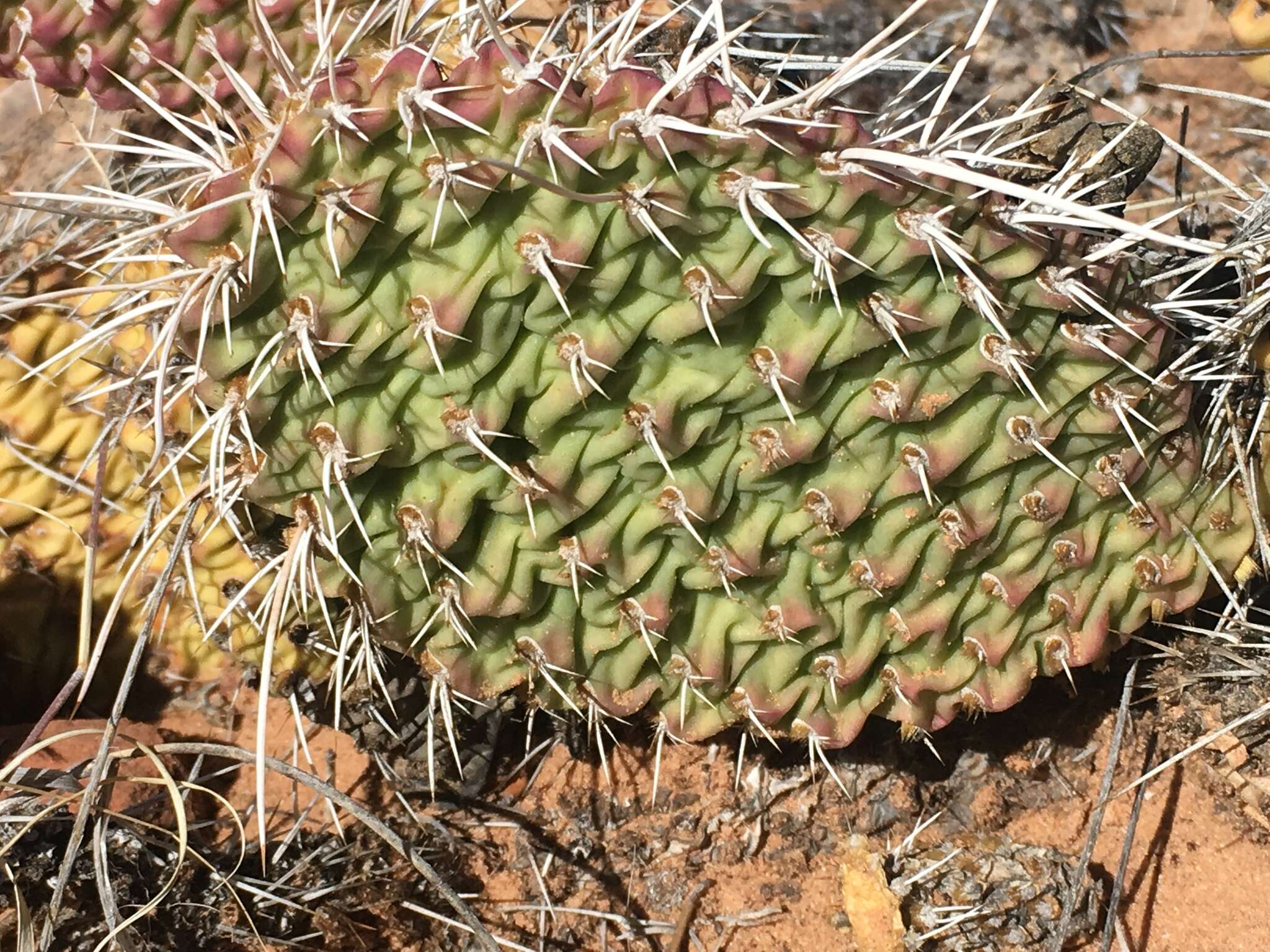 Image of Golden Prickly-pear