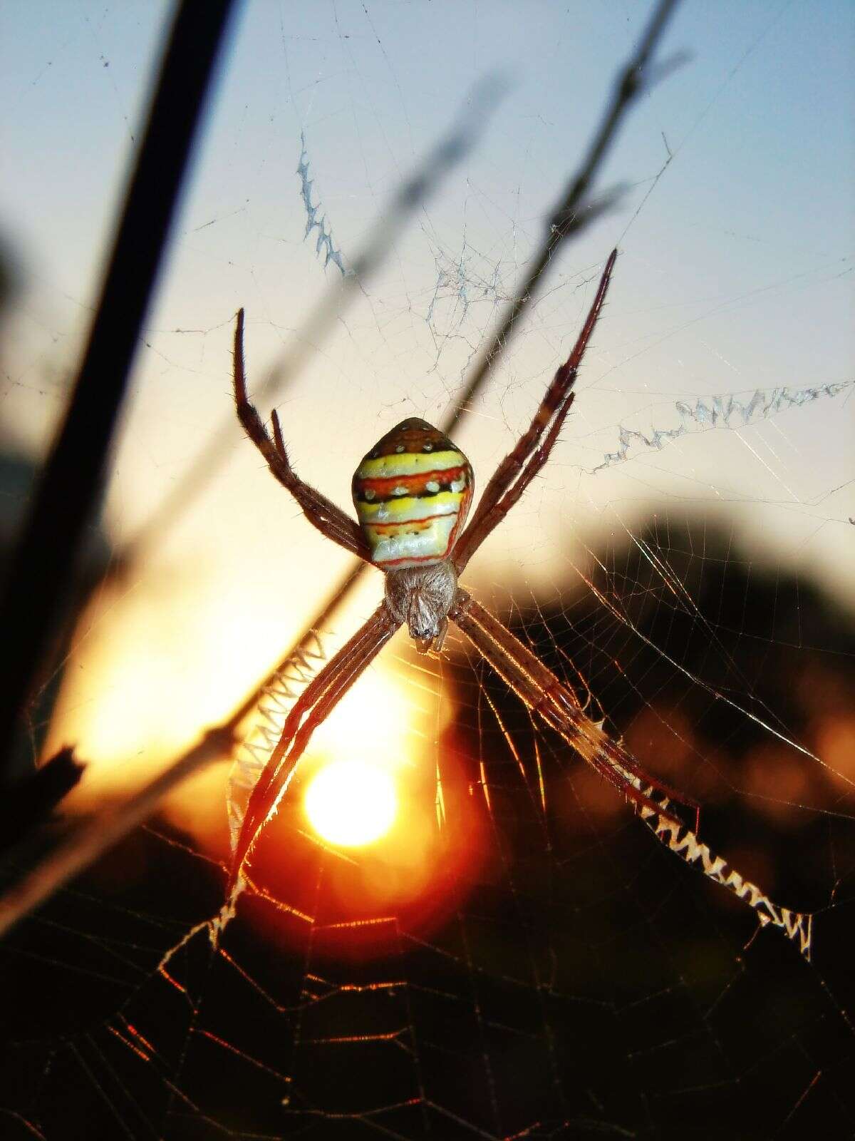 Image of St Andrews cross spider