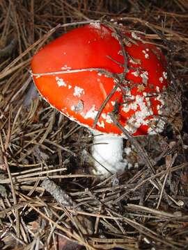 Image of Fly agaric