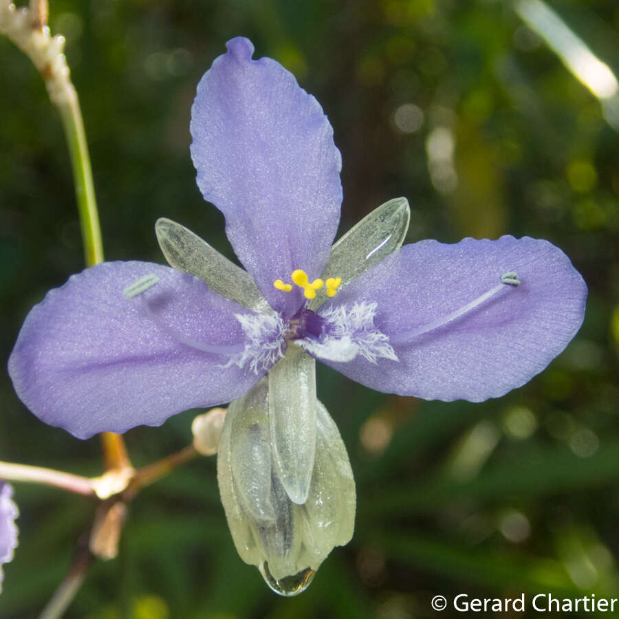 Sivun Murdannia macrocarpa D. Y. Hong kuva