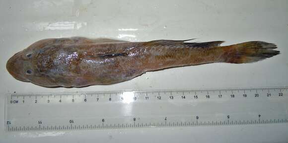 Image of Syrman goby