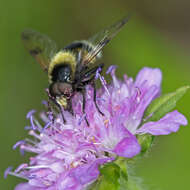 Volucella bombylans (Linnaeus 1758) resmi