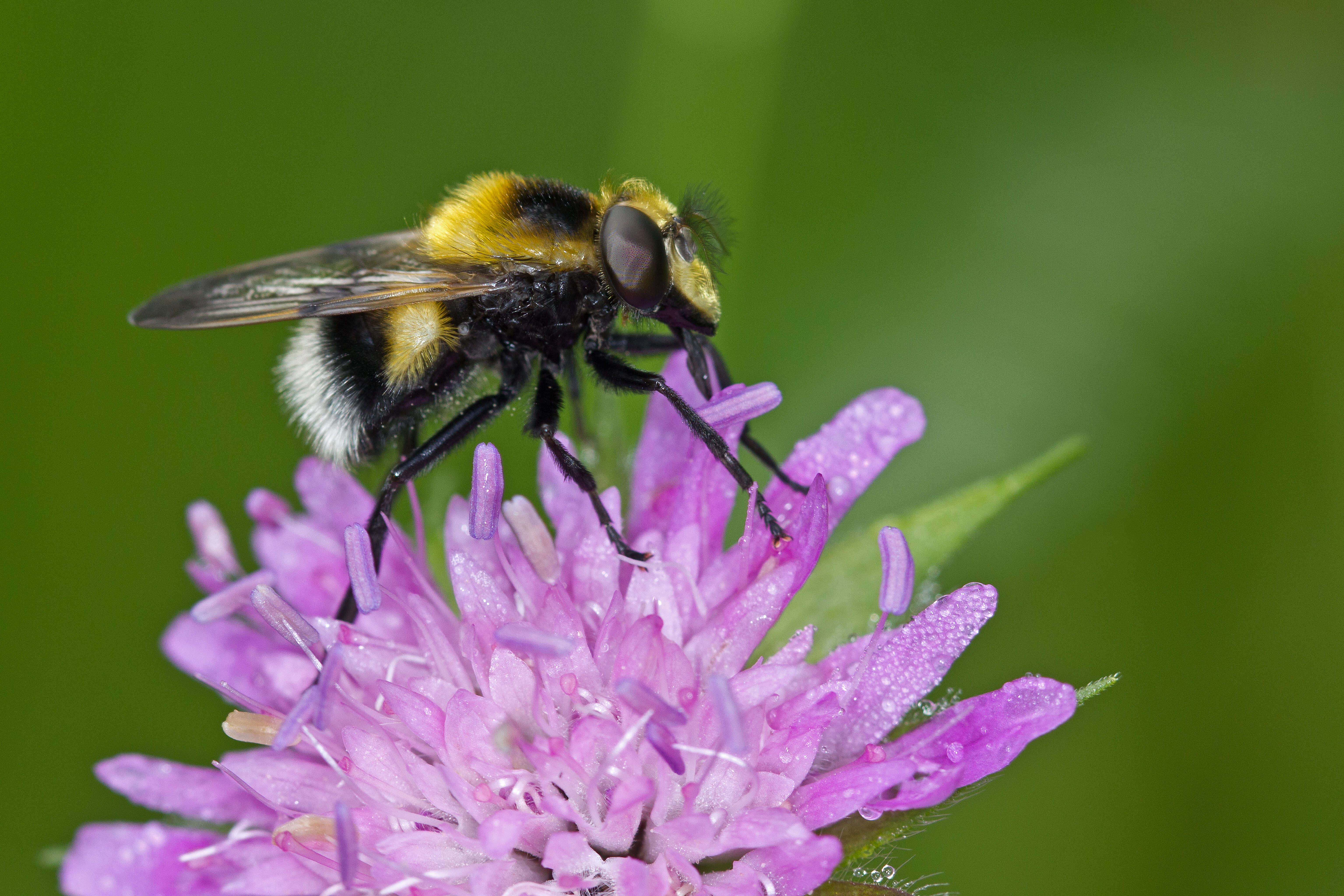 Image of bumblebee hoverfly