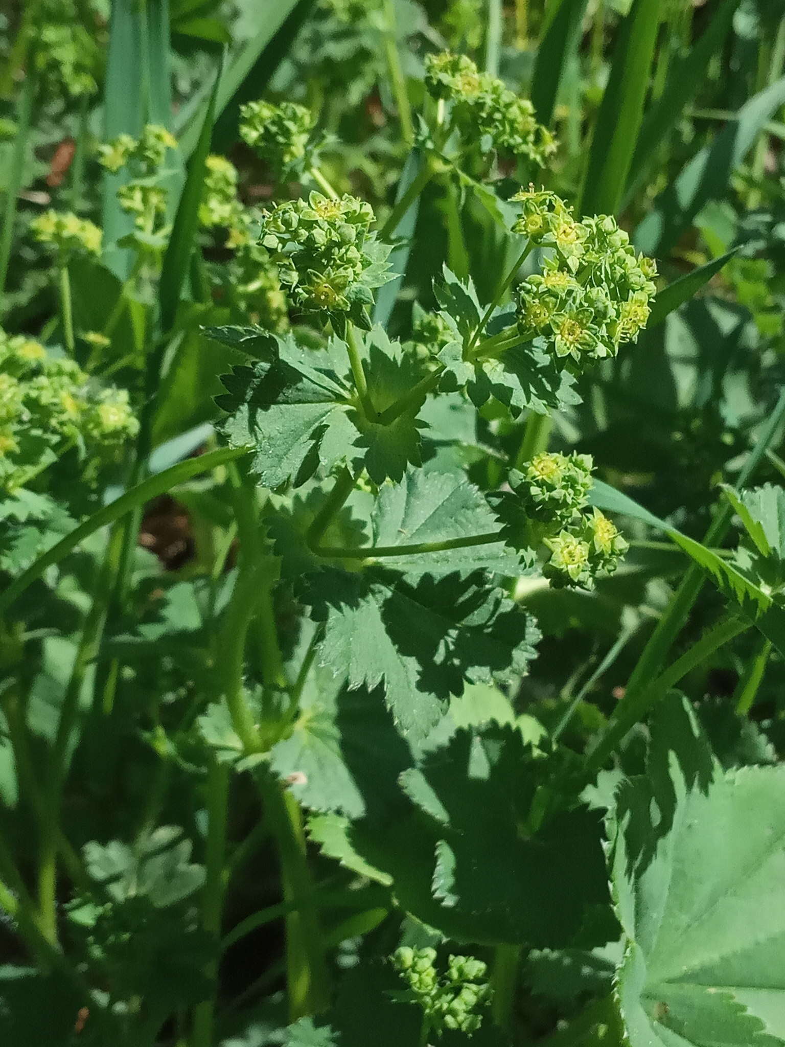 Image of Alchemilla devestiens Juz.