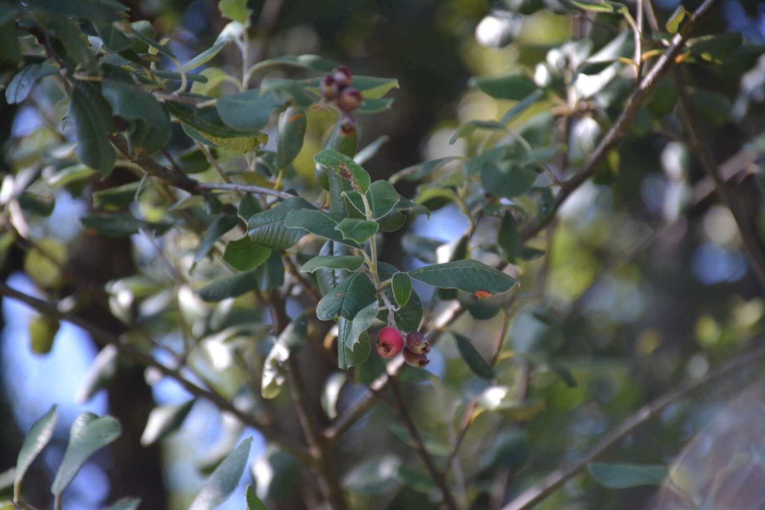 Imagem de Malacomeles nervosa (Decne.) G. N. Jones