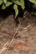 Image of flattened oatgrass