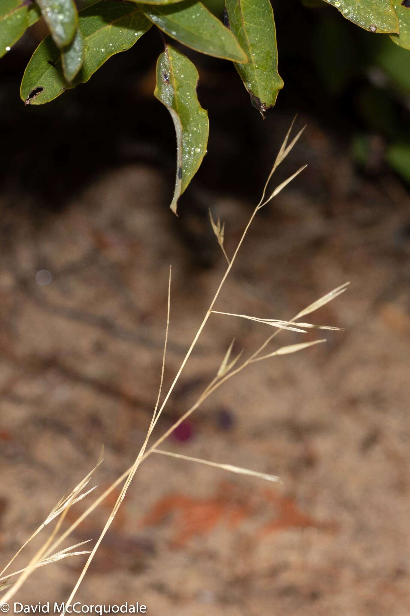 Image de Danthonia compressa Austin