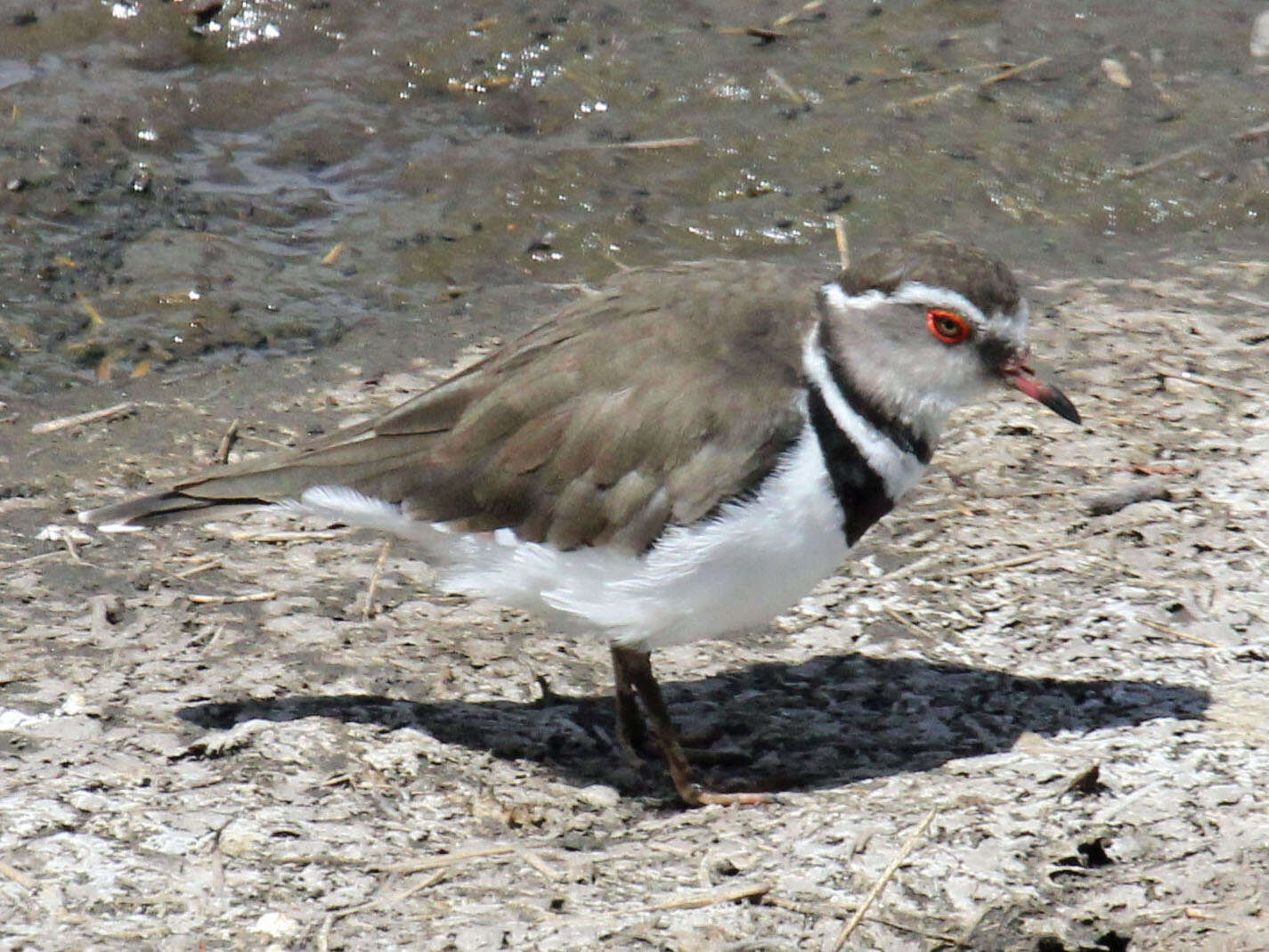 Слика од Charadrius tricollaris Vieillot 1818