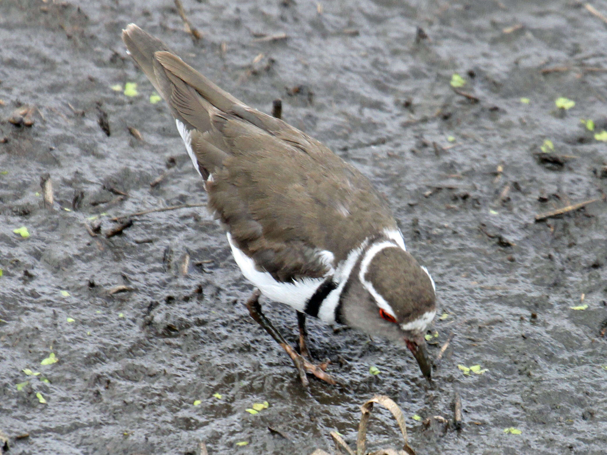 Image of African Three-banded Plover