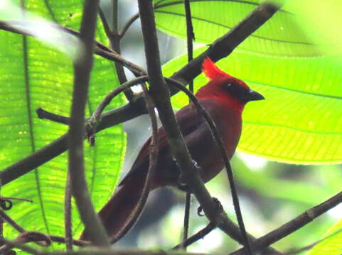 Image of Crested Ant Tanager