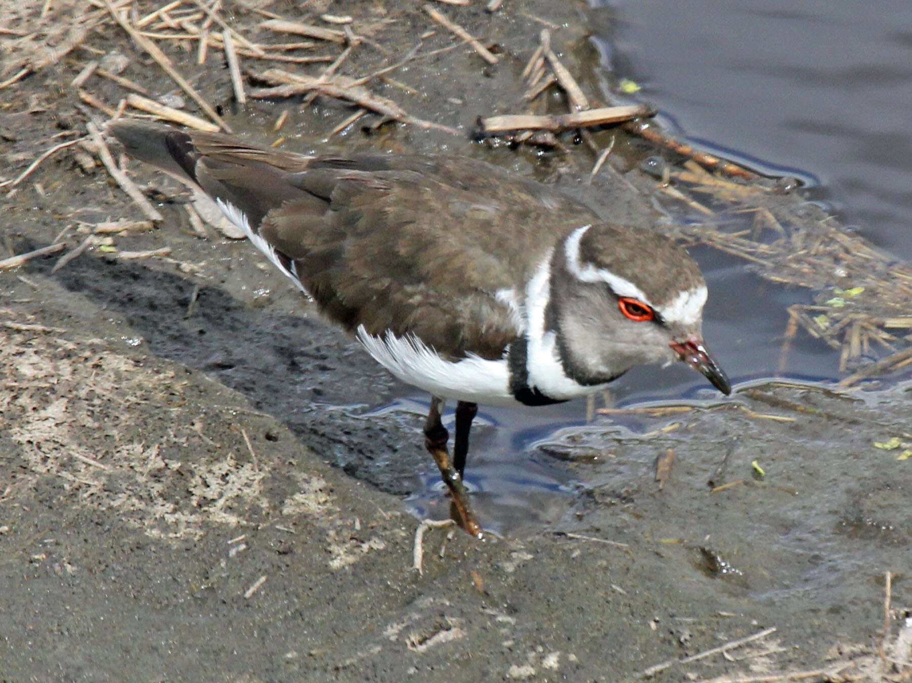 Слика од Charadrius tricollaris Vieillot 1818