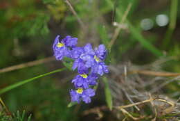 Image of Dampiera linearis R. Br.