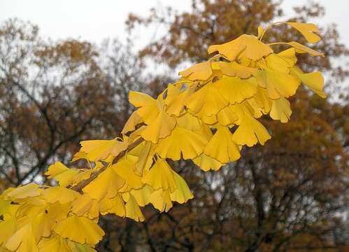 Image of Ginkgoopsida