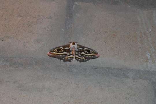 Image of Apollo Marbled Emperor