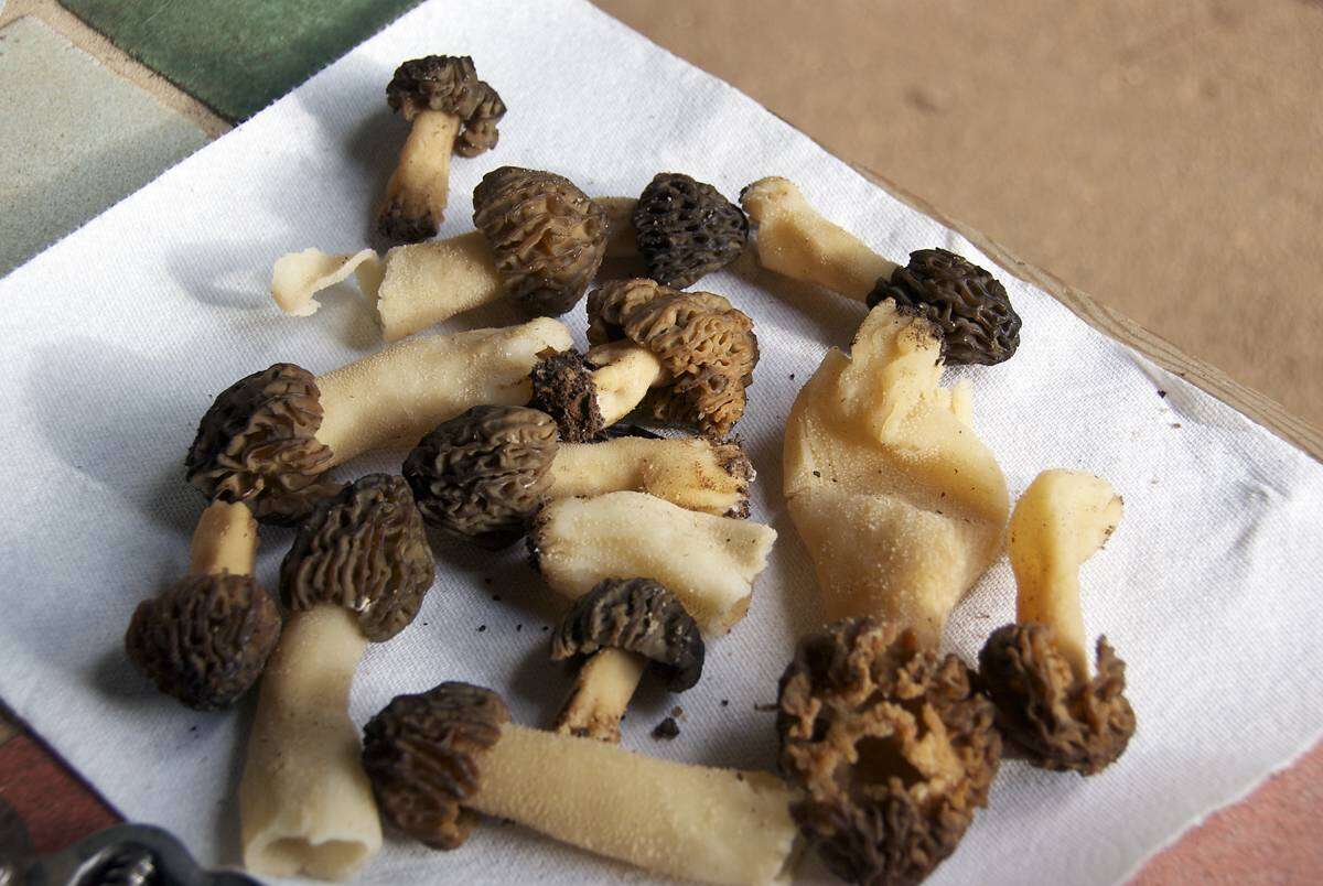 Image de Morchella populiphila M. Kuo, M. C. Carter & J. D. Moore 2012