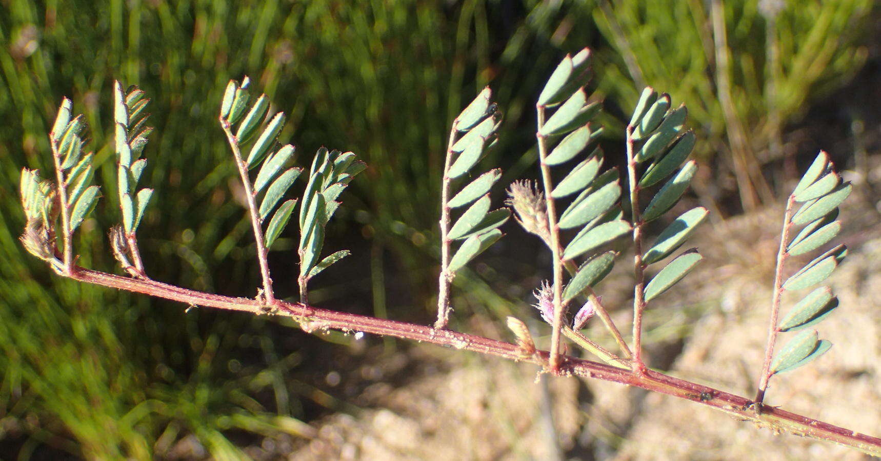 Слика од Indigofera declinata E. Mey.