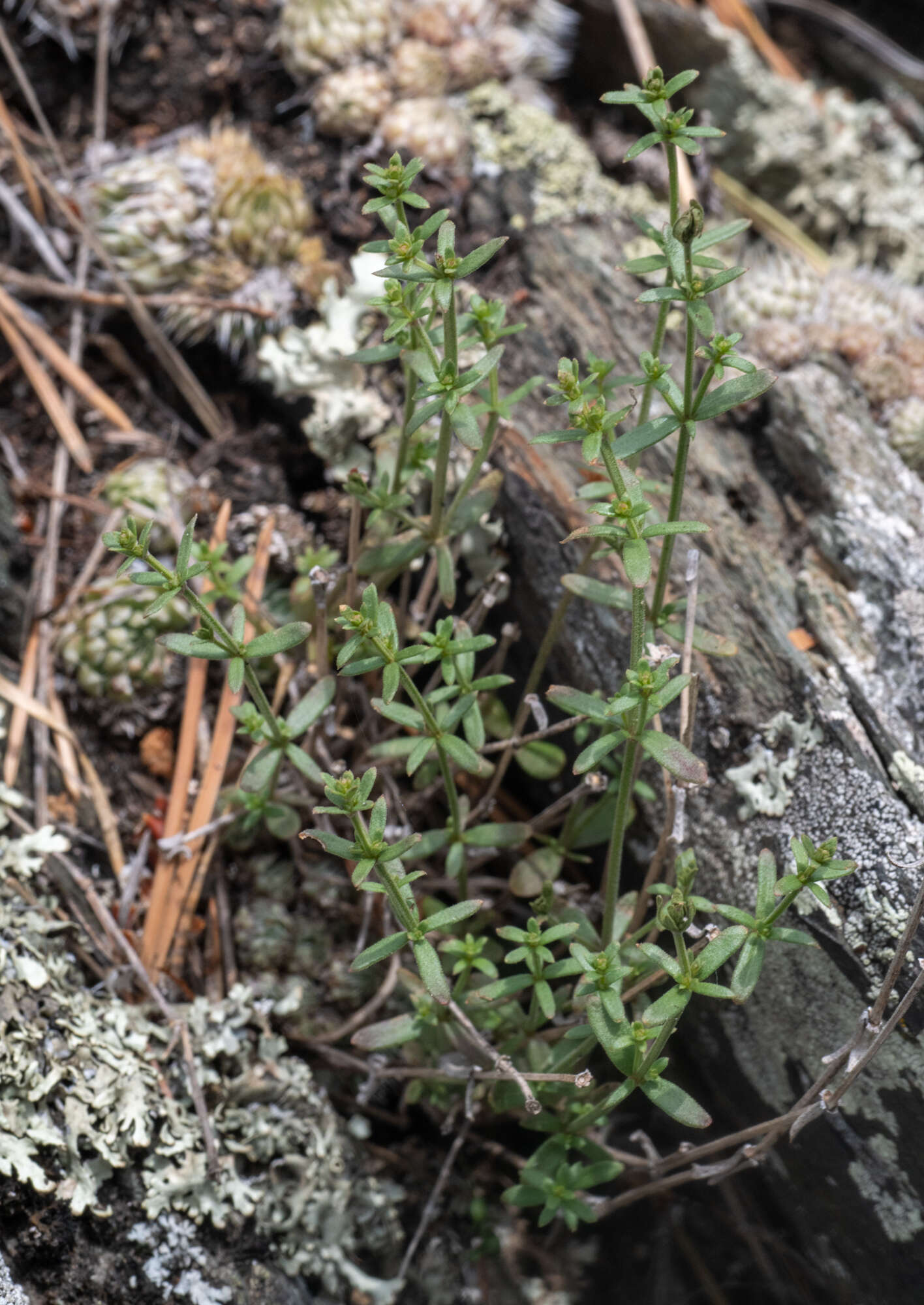 Image of Galium coriaceum Bunge