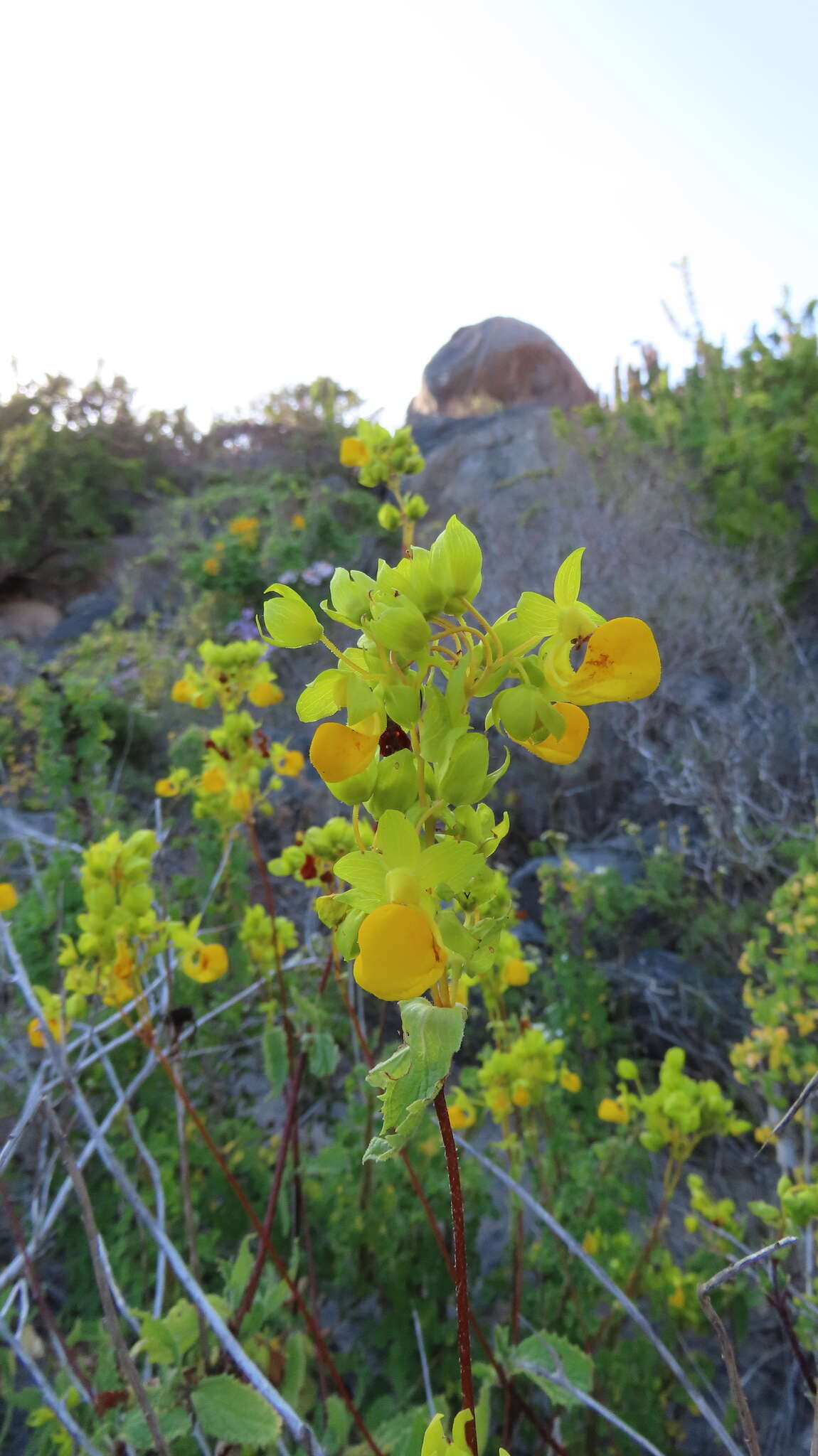 Image of Calceolaria collina Phil.