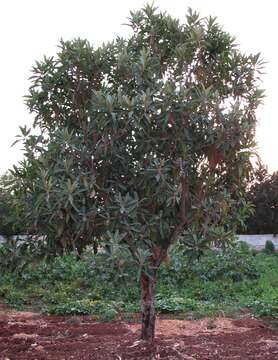 Image of loquat