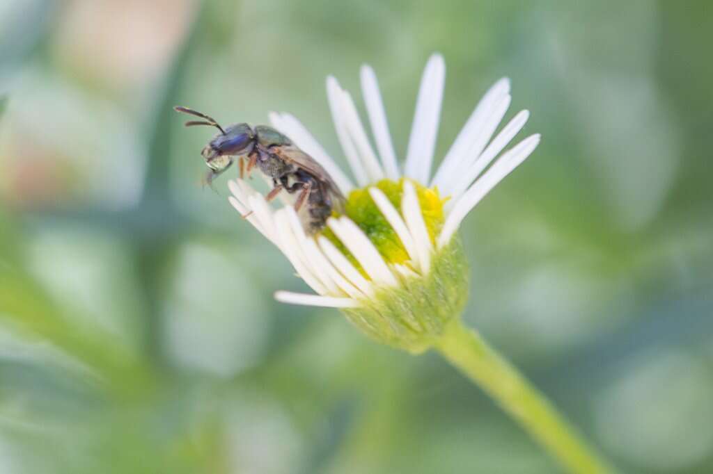 Image of Lasioglossum urbanum (Smith 1879)