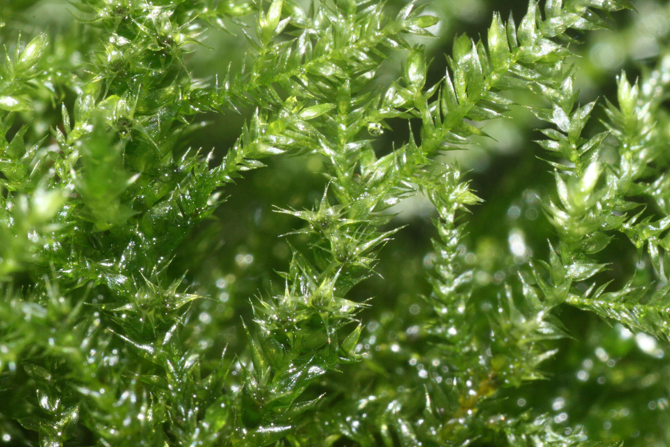 Image of isothecium moss