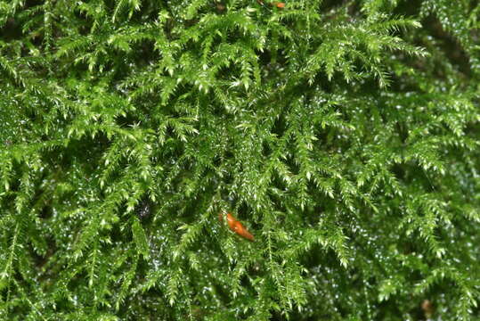 Image of isothecium moss