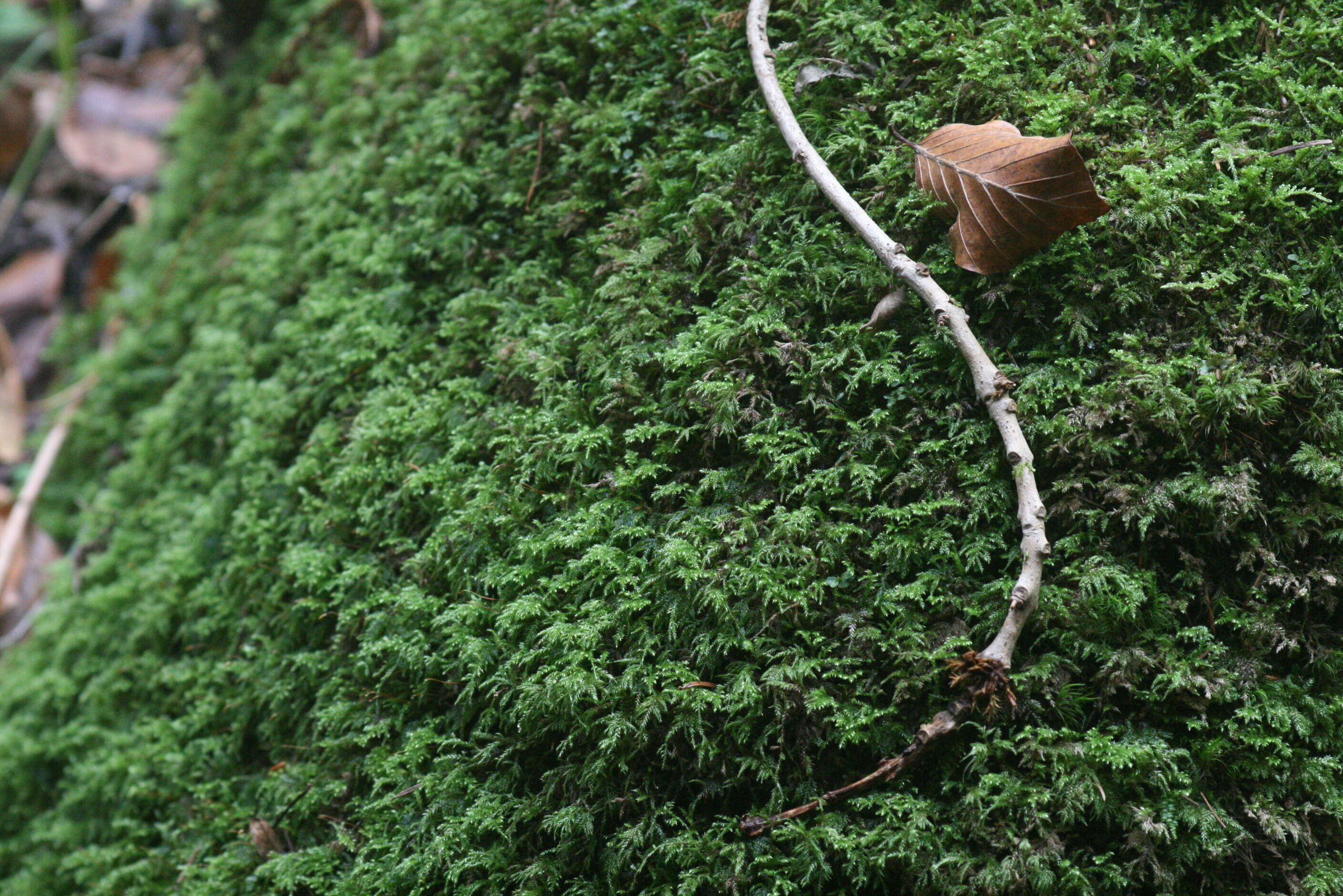 Image of isothecium moss