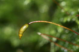 Image of isothecium moss