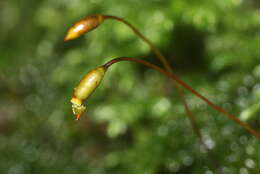 Image of isothecium moss