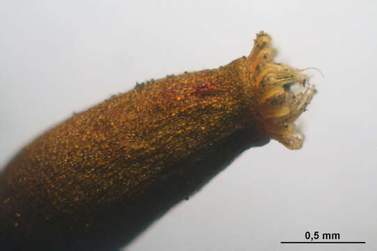 Image of isothecium moss