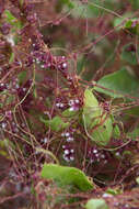 Image of Cuscuta purpurata Phil.