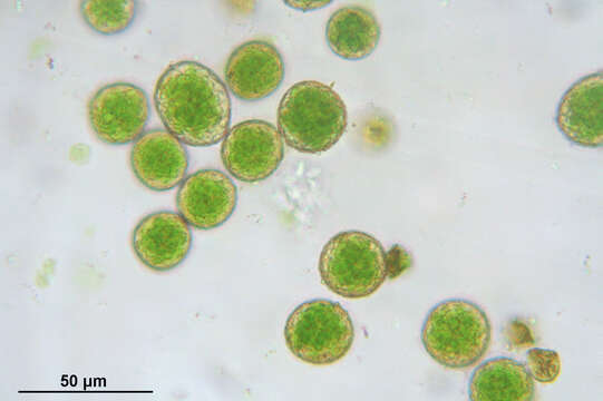 Image of isothecium moss