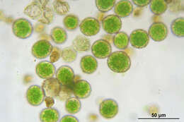 Image of isothecium moss