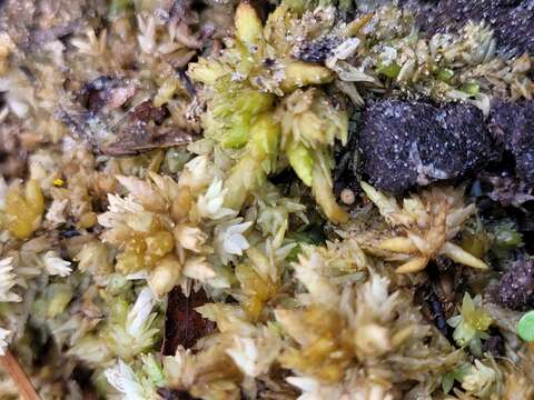 Image de Sphagnum perichaetiale Hampe ex C. Müller 1848