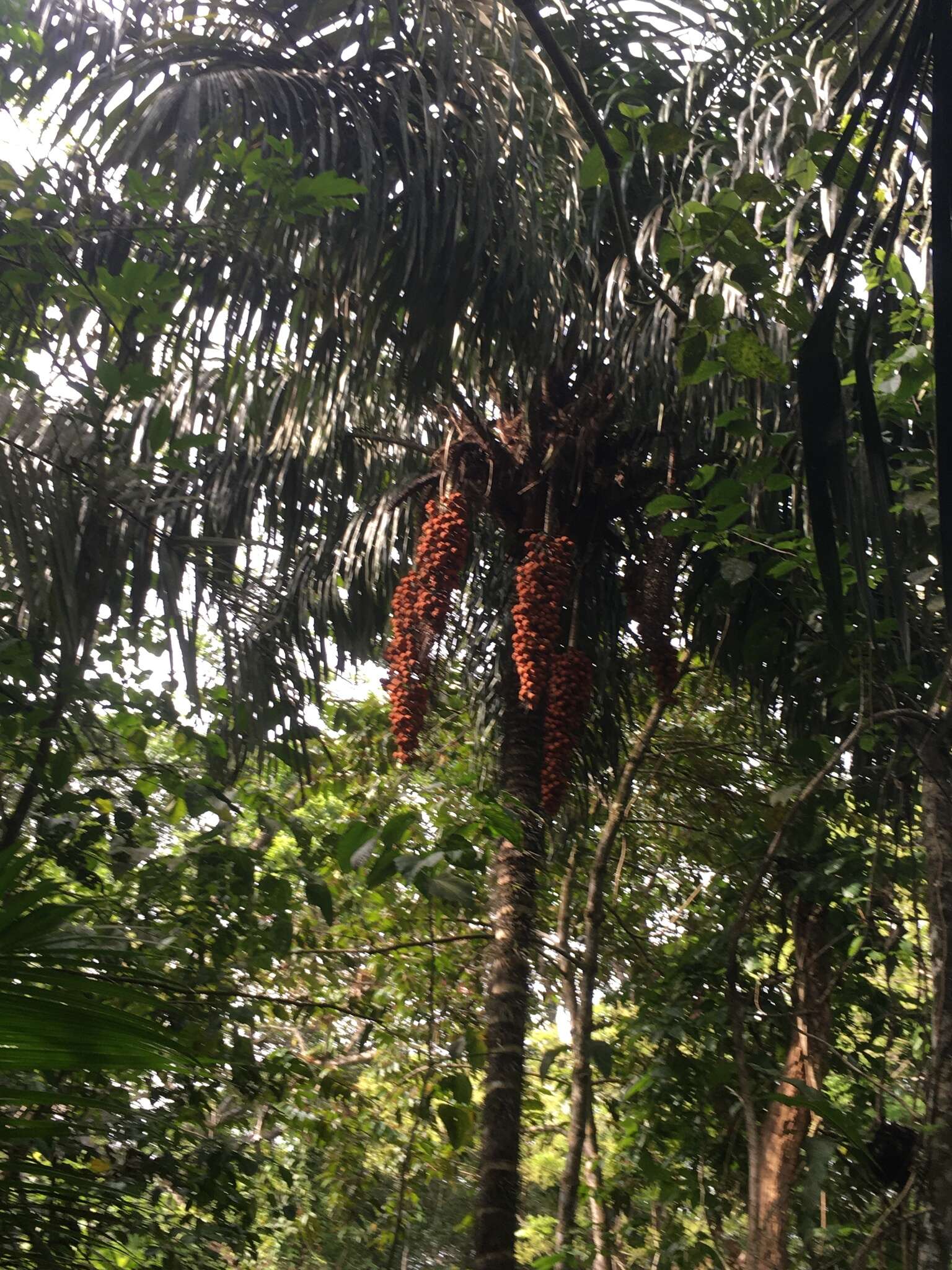 Image of Black palm