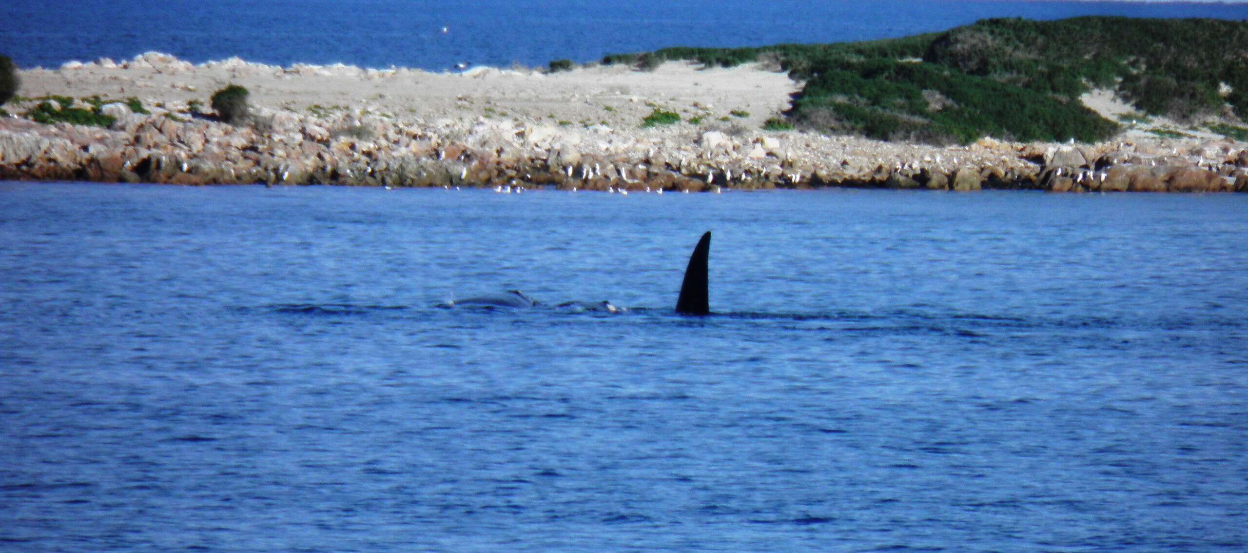 Image of Southern Right Whale