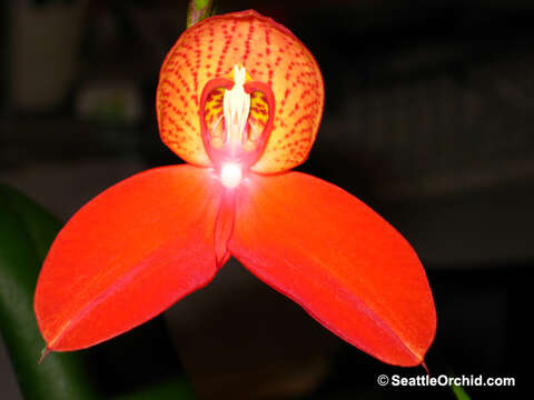 Image of Red Disa