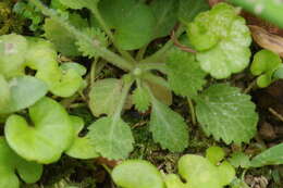 Image of Androsace umbellata (Lour.) Merr.