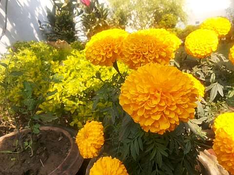 Image of French marigold