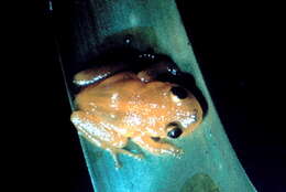 Image of Cayey Robber Frog